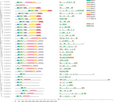 Genome-wide identification and characterization of ADH gene family and the expression under different abiotic stresses in tomato (Solanum lycopersicum L.)